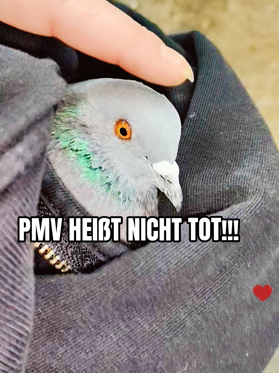 @dieminii🖤