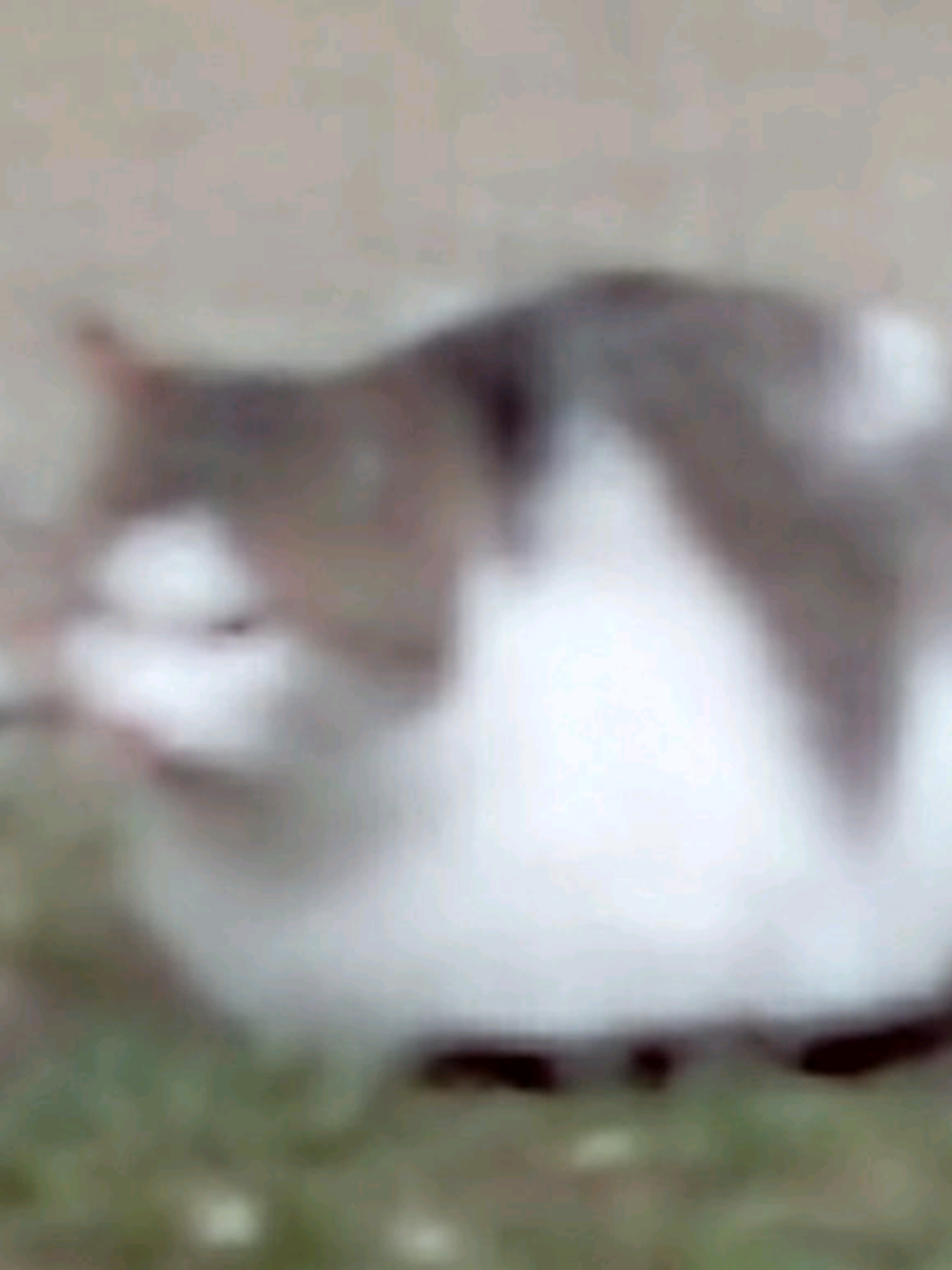 @⋆𝓥𝓮𝓻𝓲𝓽𝓸 ⋆