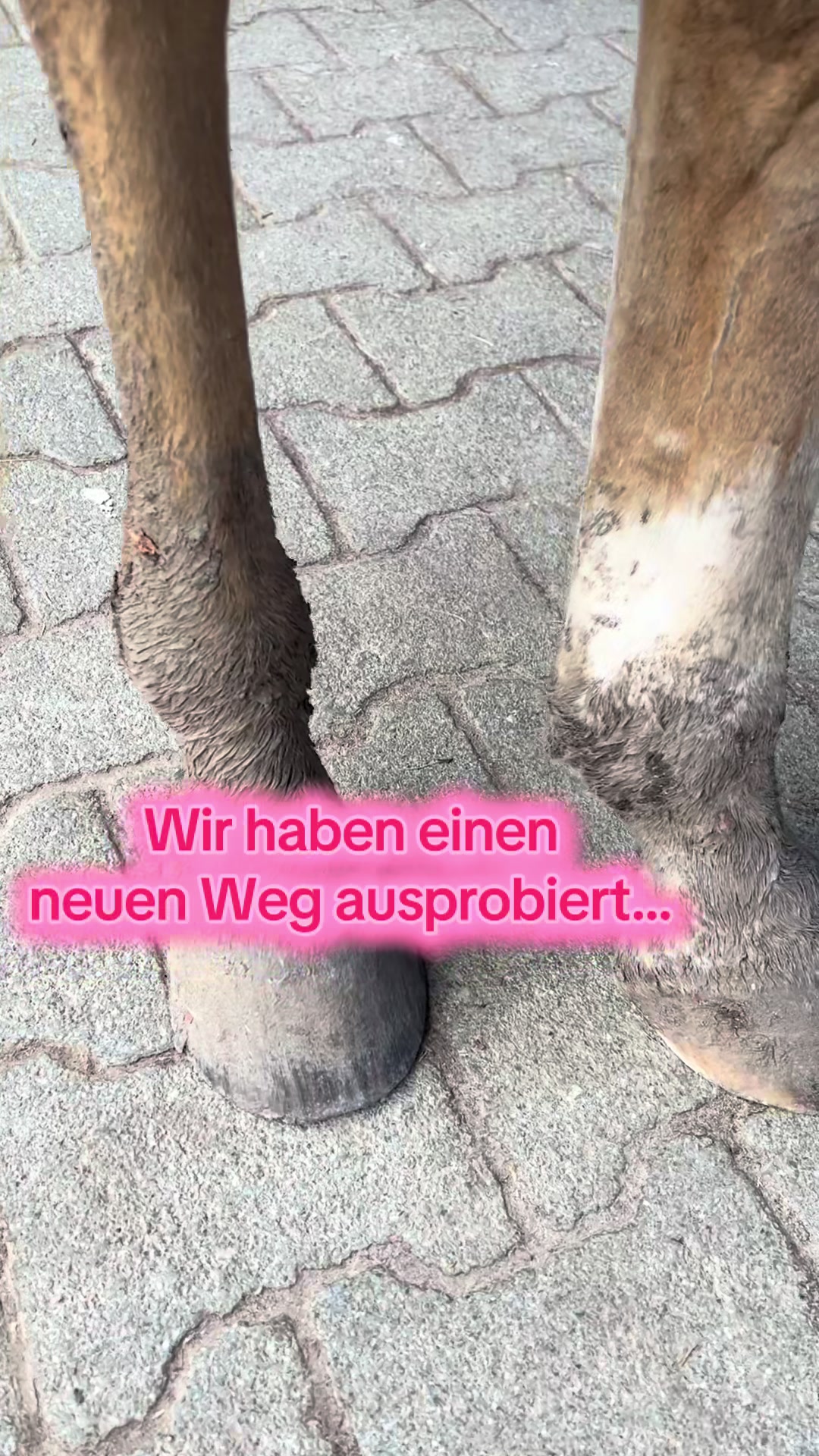 @Sissy und der wilde Pinsel