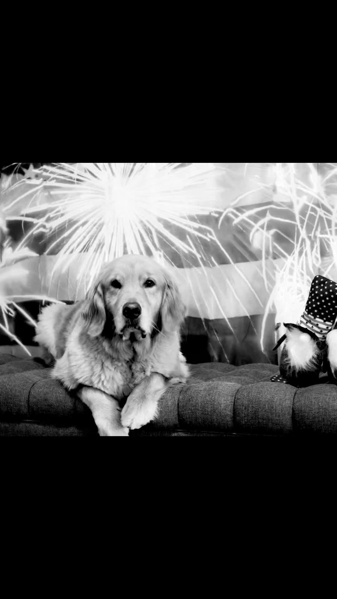 @Cordial Canine