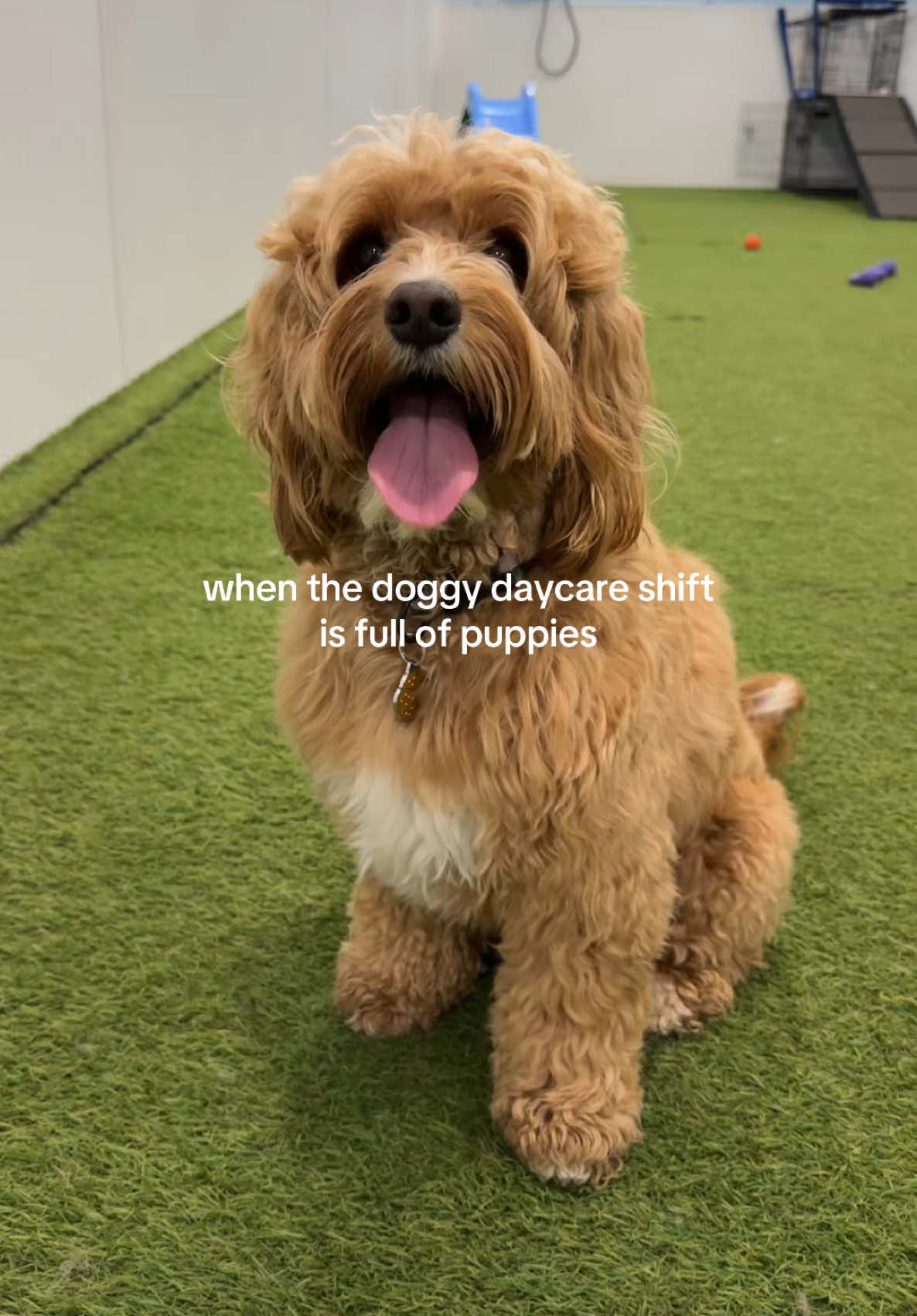 @Camp Canine Toronto
