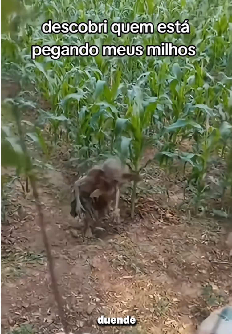 @felpzoficial