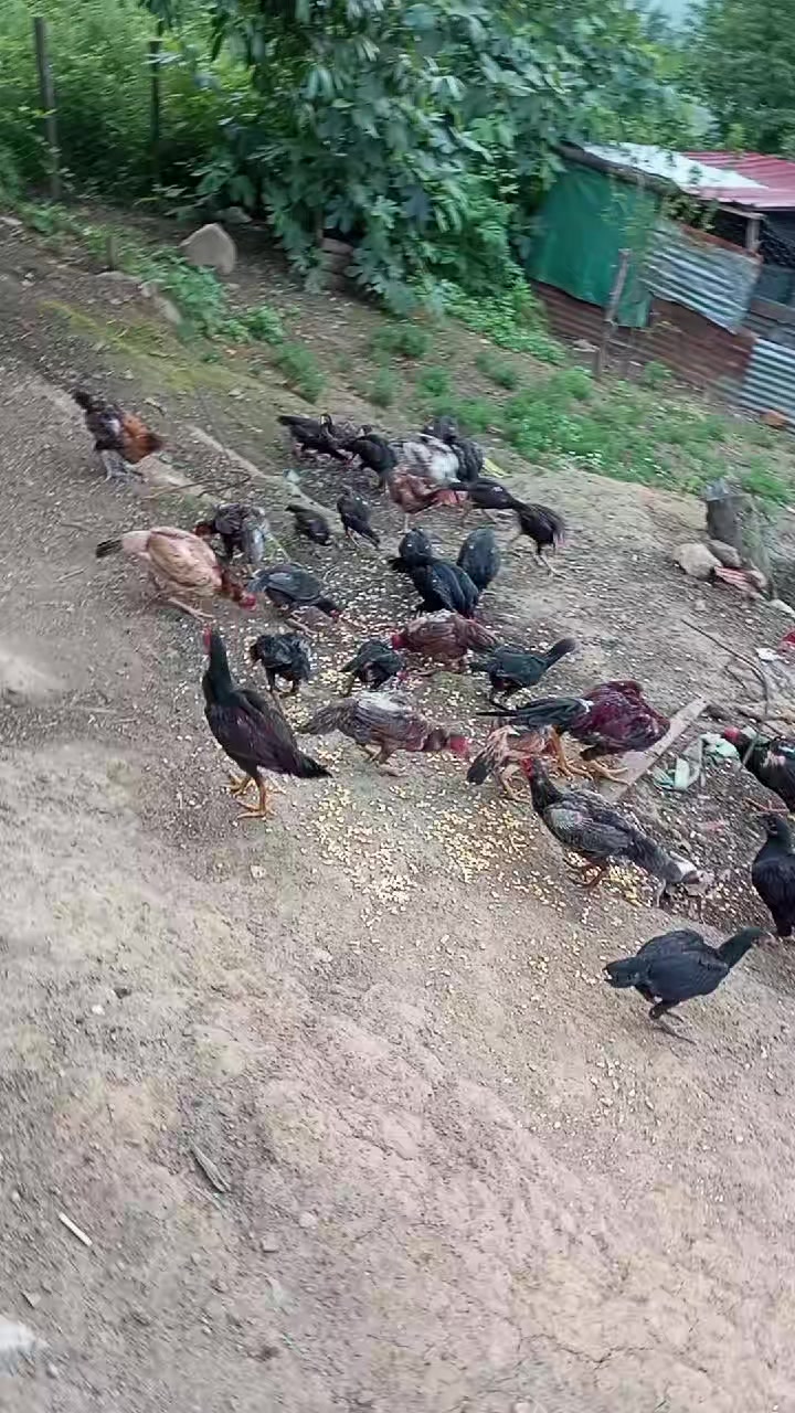 @ORDULU M&Uuml;SL&Uuml;M