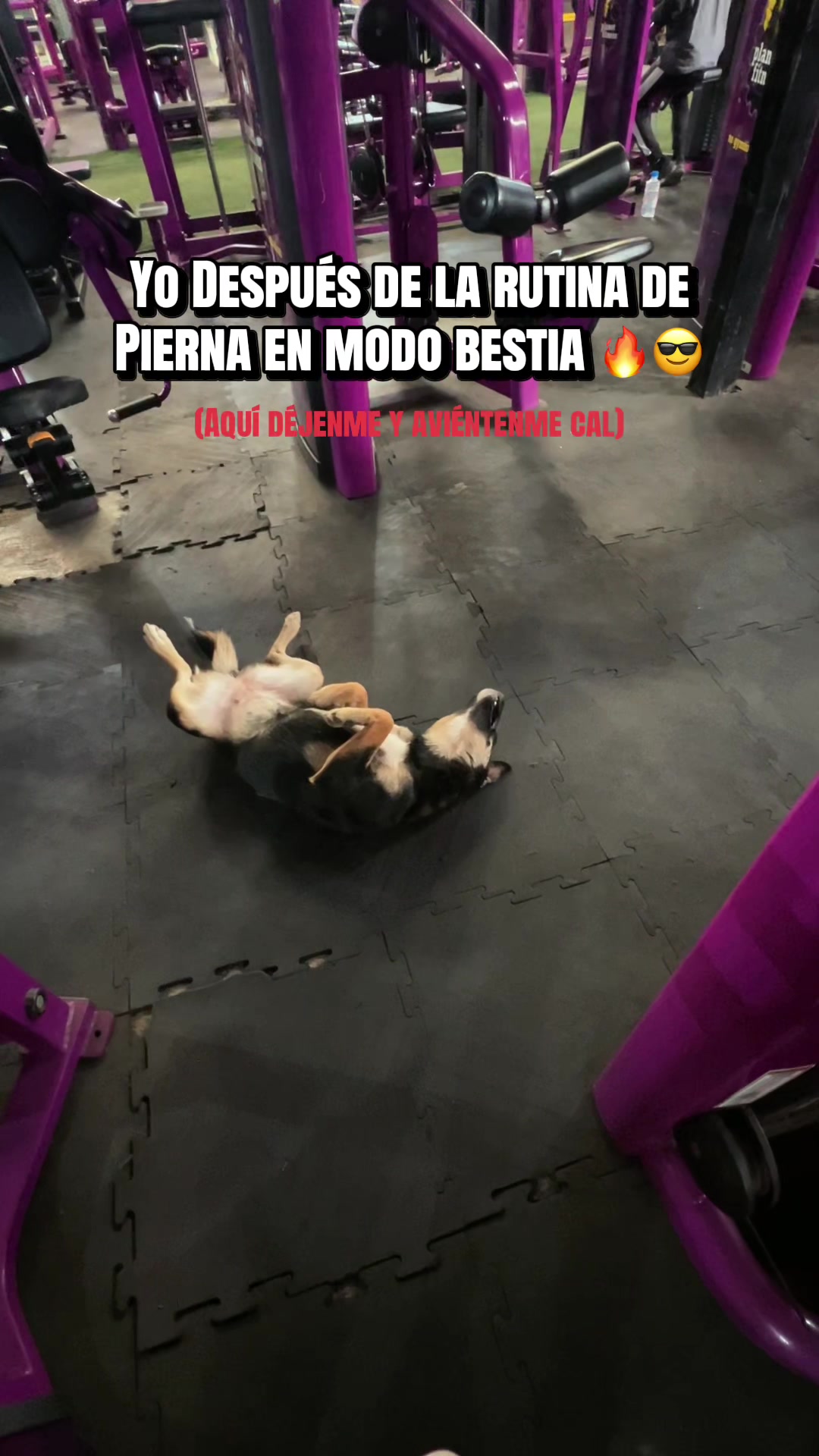 @dannielsferiia