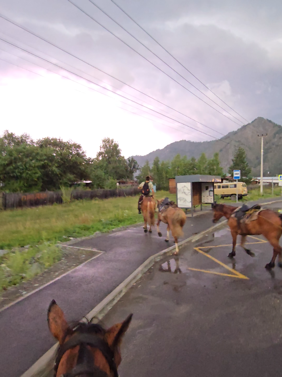 @tg: altaihorses