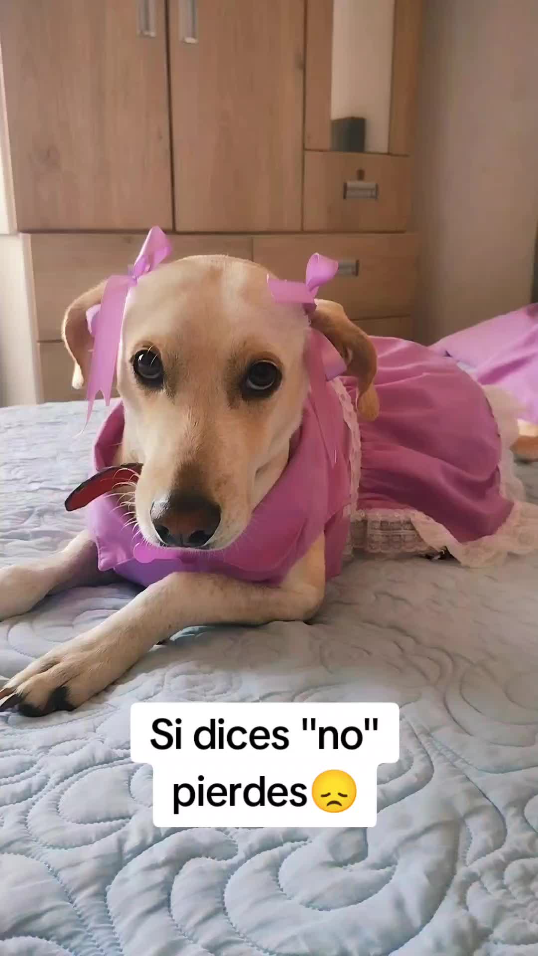 @winnie ❤🦮