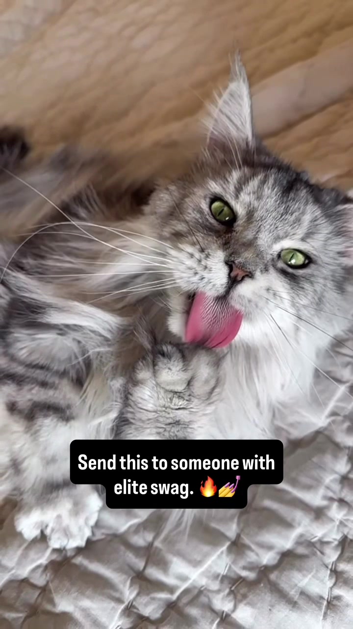 @Winnie: Maine Coon Kitty