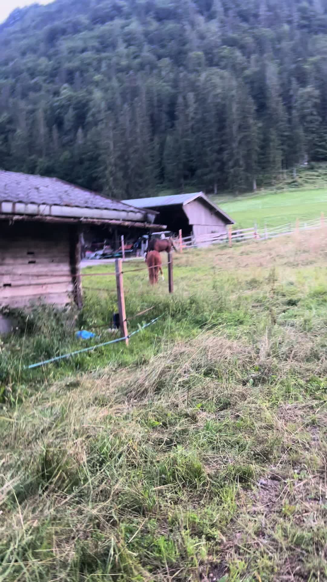 @Mountain Hill Ranch 🇦🇹