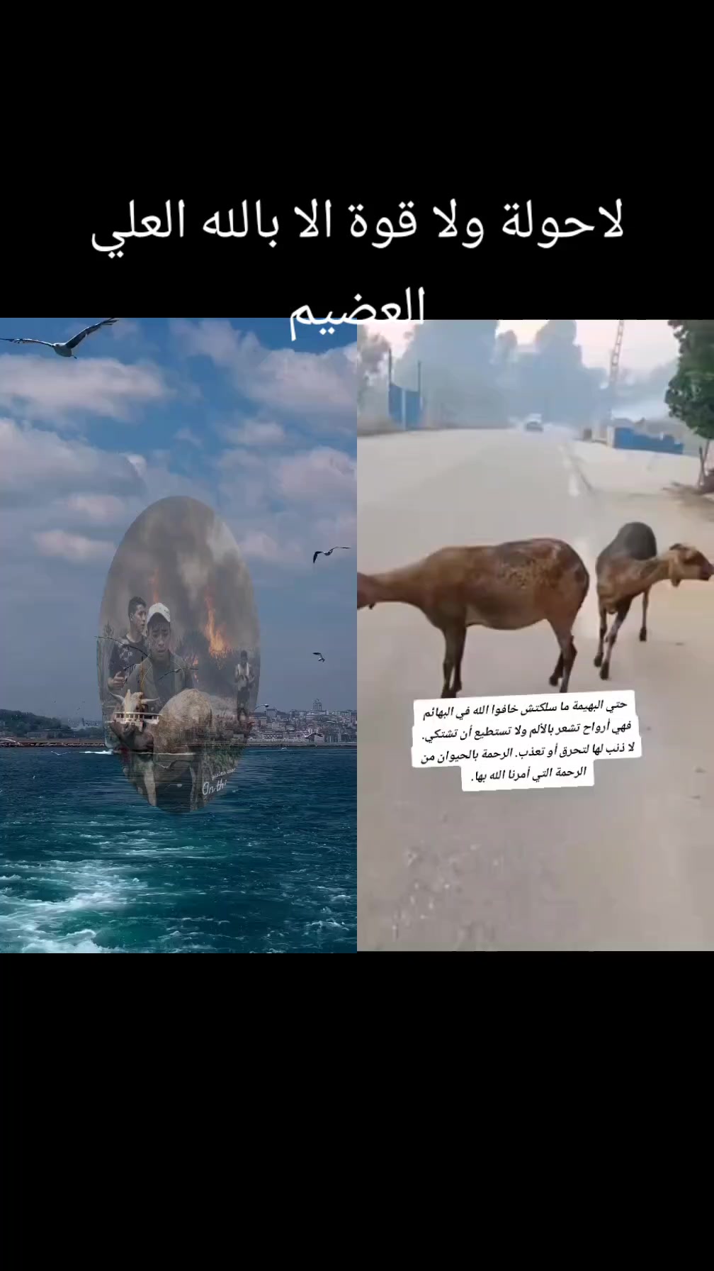 @Zaki Nounou