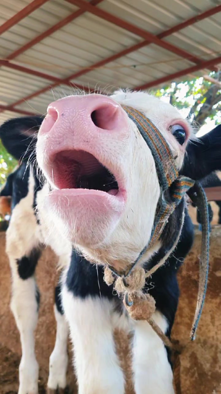 @funny:)animalsbytwins