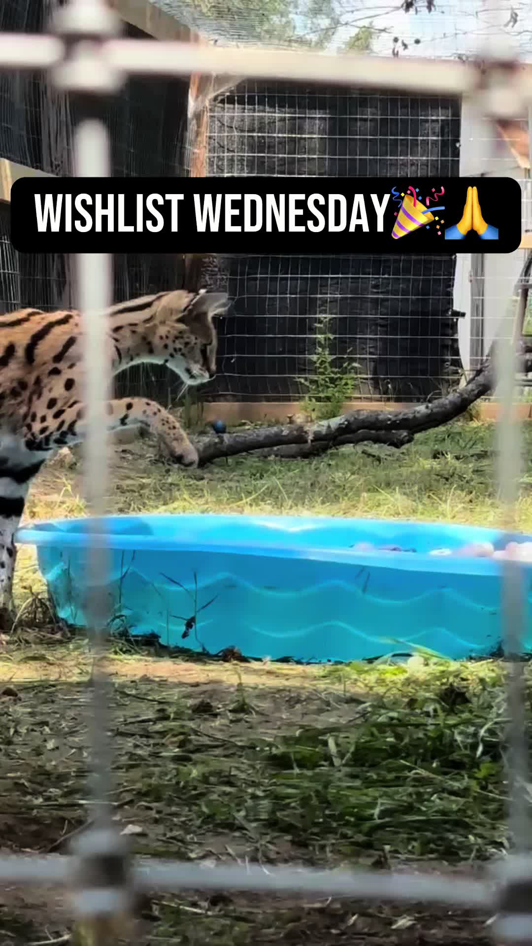 @Cedarhill Animal Sanctuary