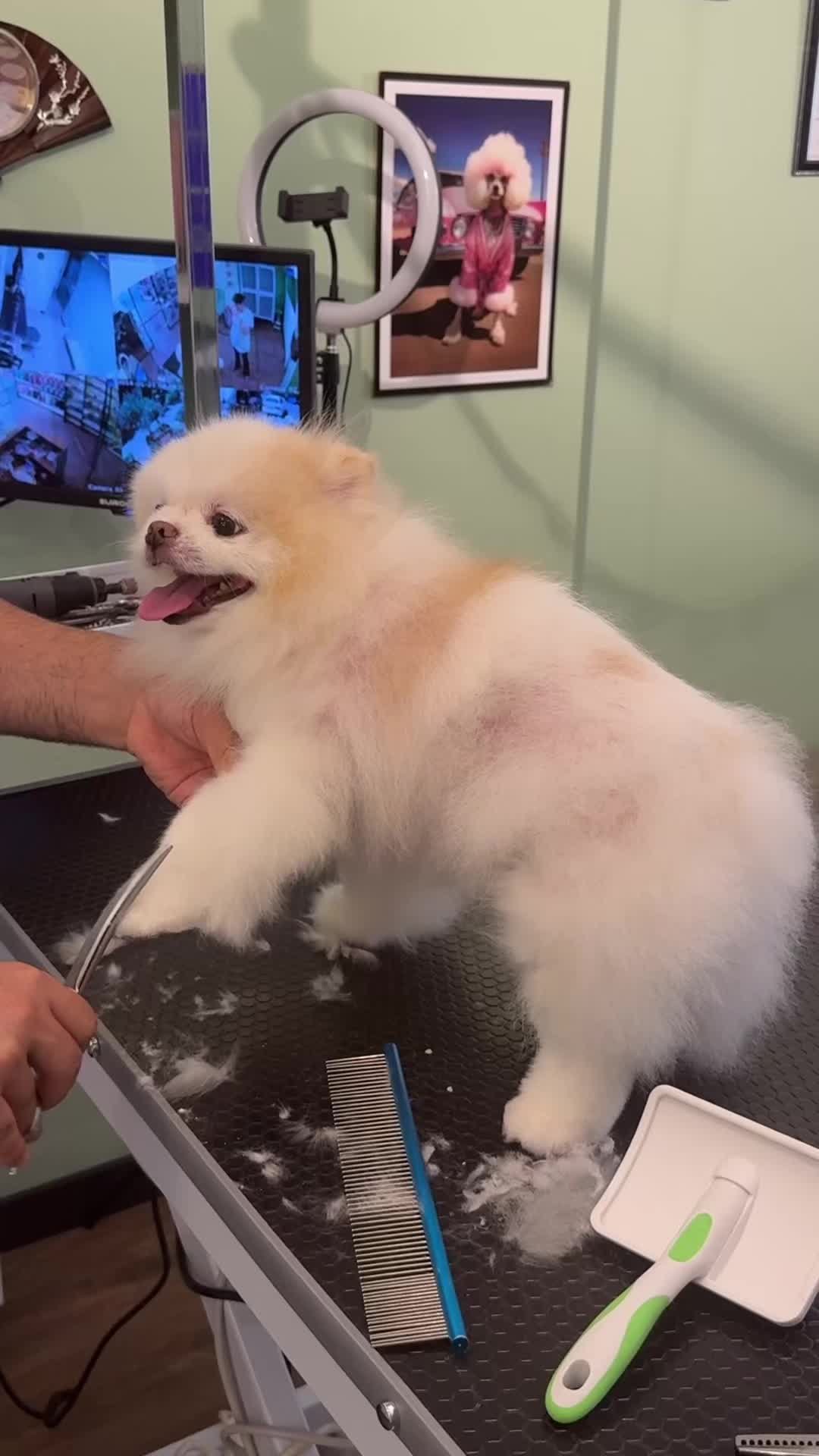 @@petstylistt