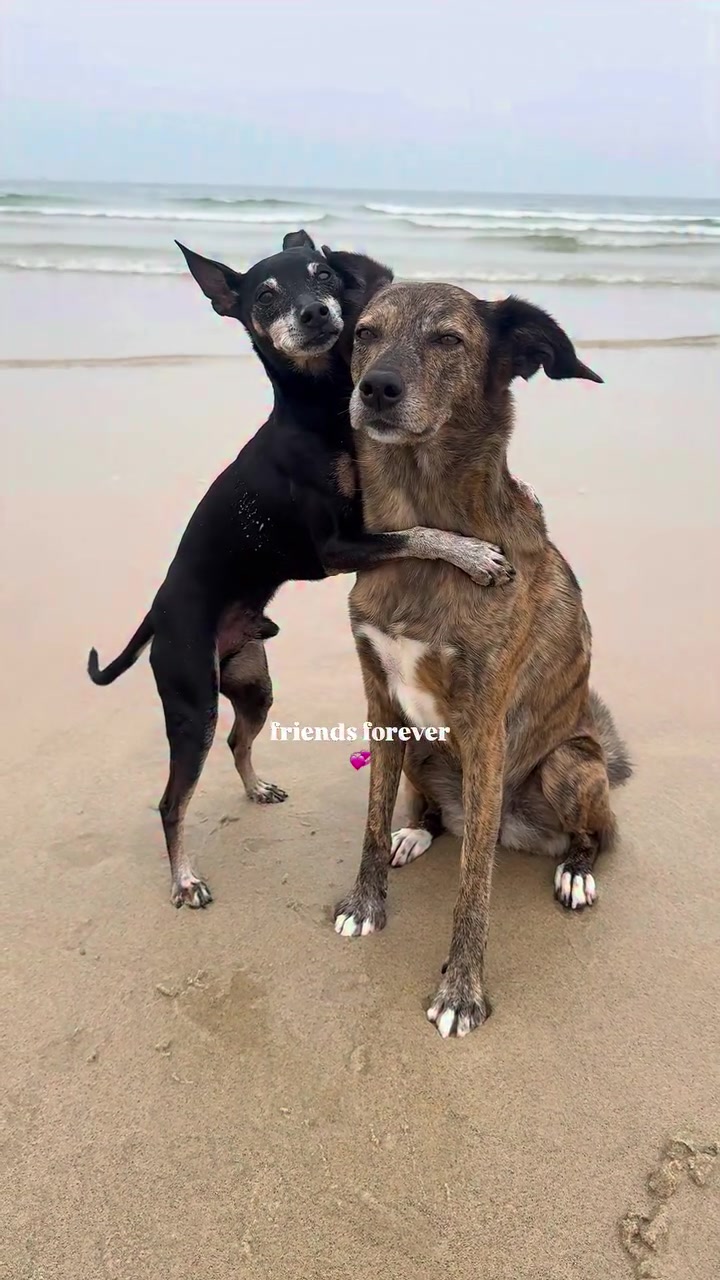 @mother of dogs