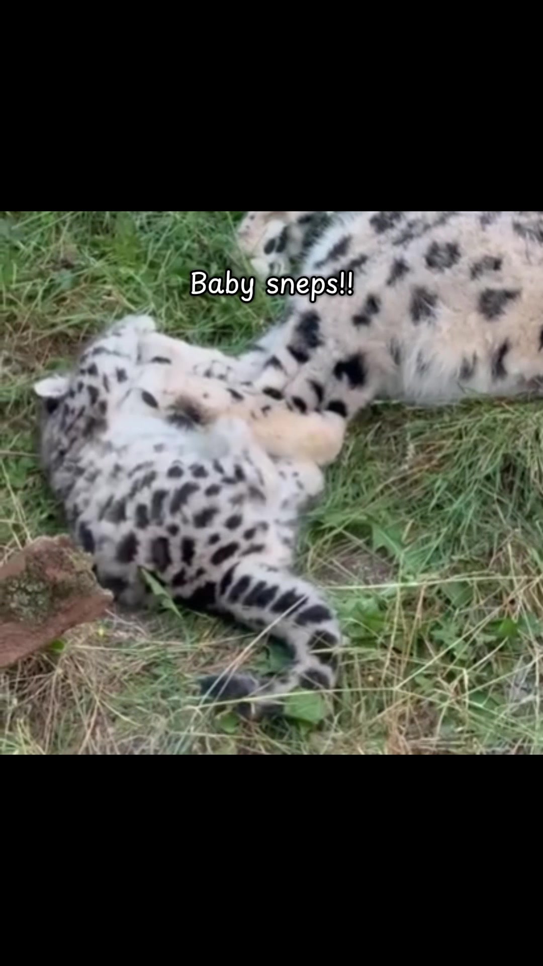 @ღ # 𝑻𝑰𝑮𝑹𝑬𝑺𝑺. 🐅 ❦