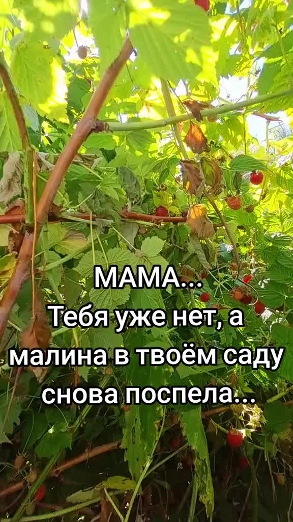 @smetankina_official