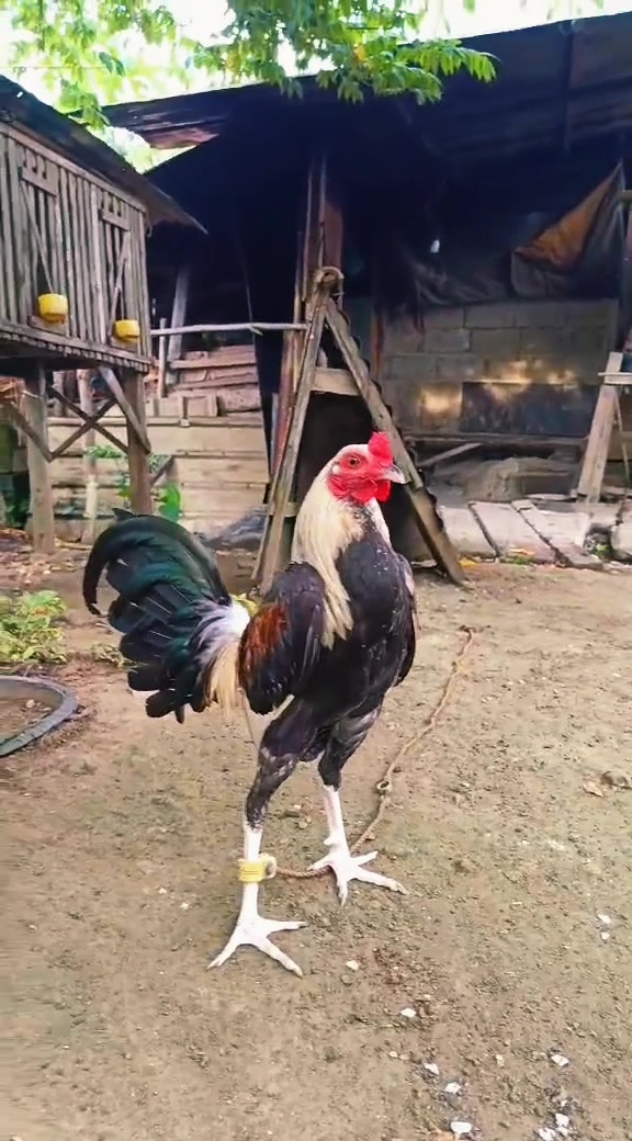 @jbt888 gamefowl