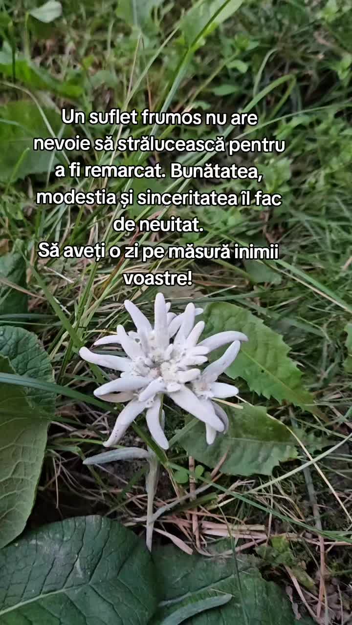 @Nița Foitoș