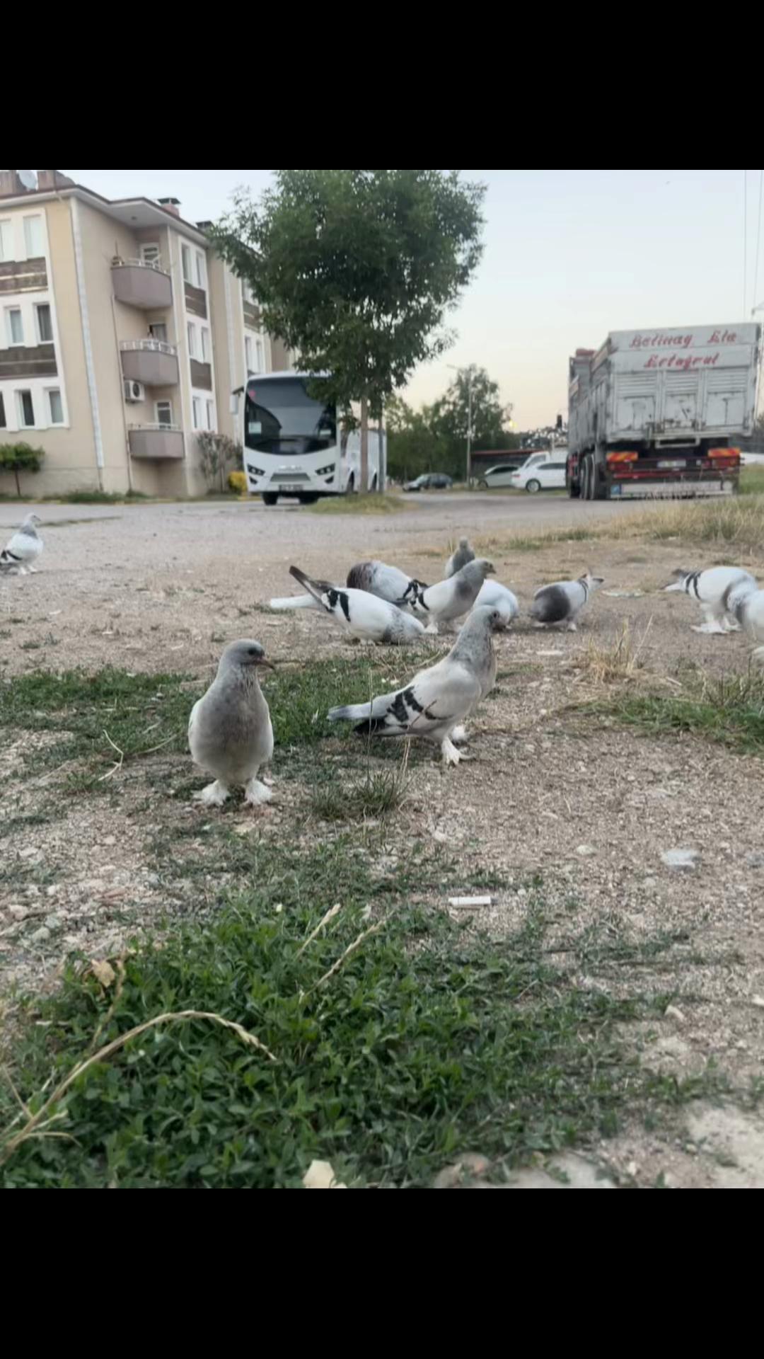 @Kuş&ccedil;u efe ermiş 🕊️