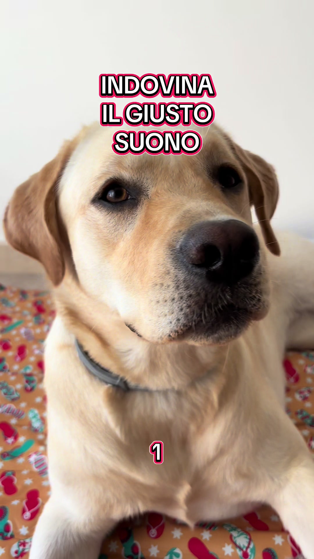@ALMA_labradorRetriever