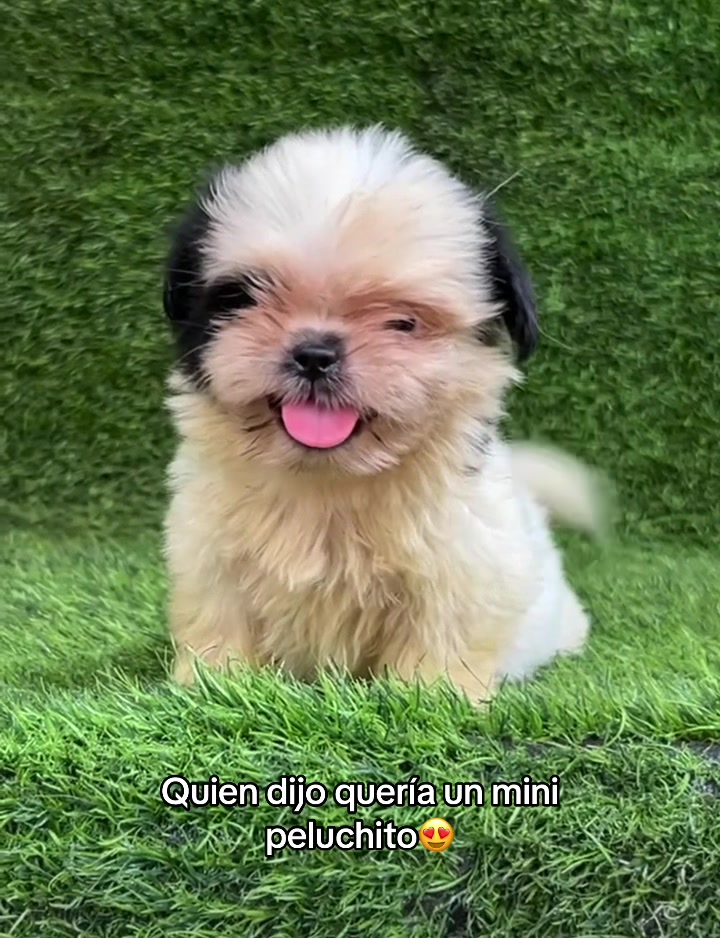 @Dogsr_rd1