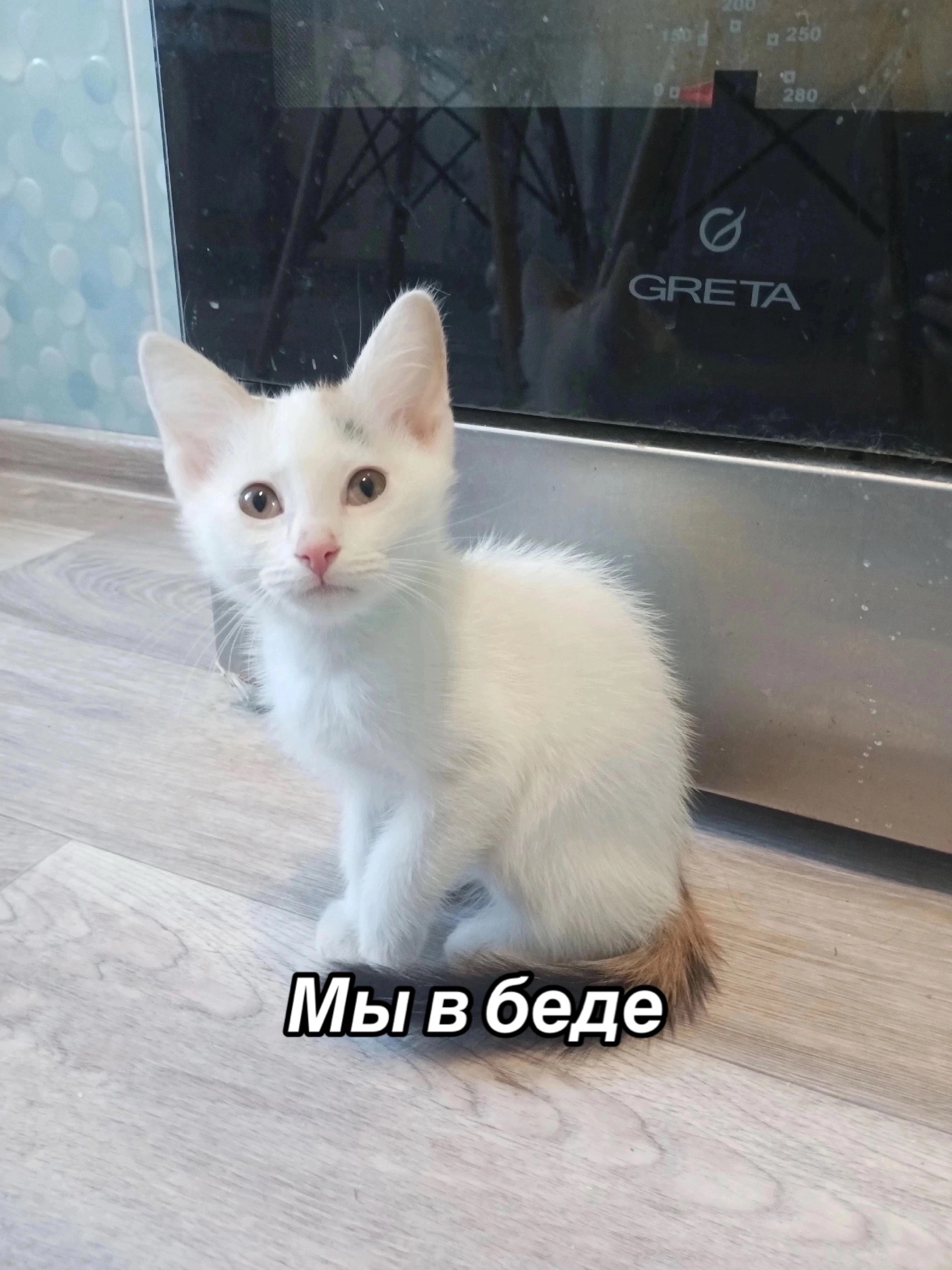 @Приют для животных Потеряшка