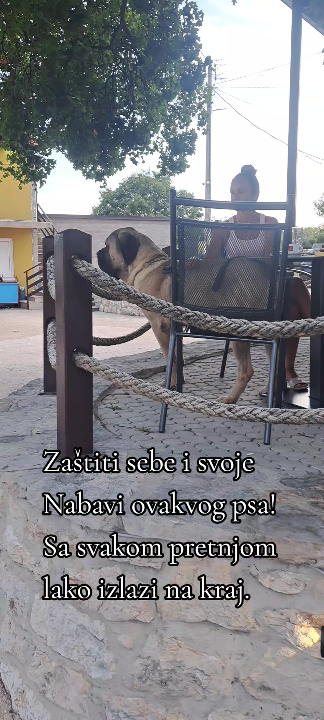 @Plemićki pas Srpski mastif