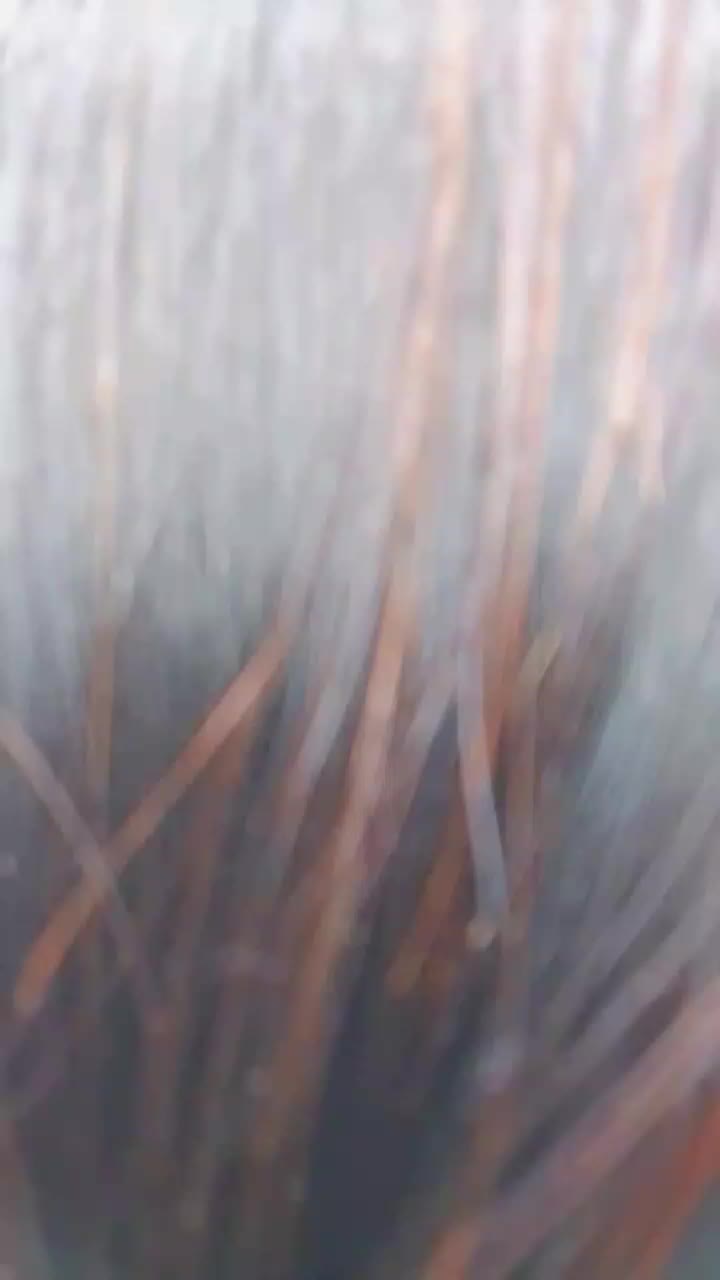 @Ganga Giri