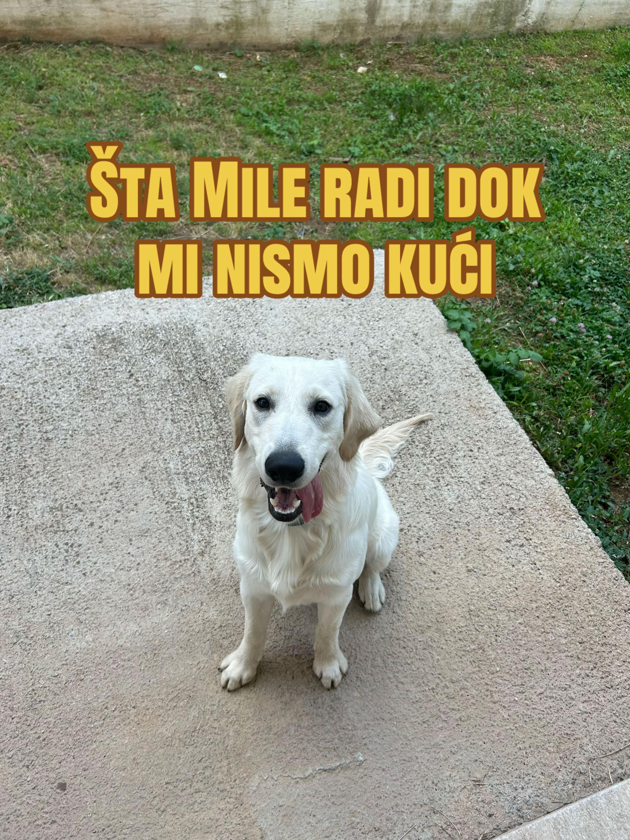 @Andjela Randjelovic