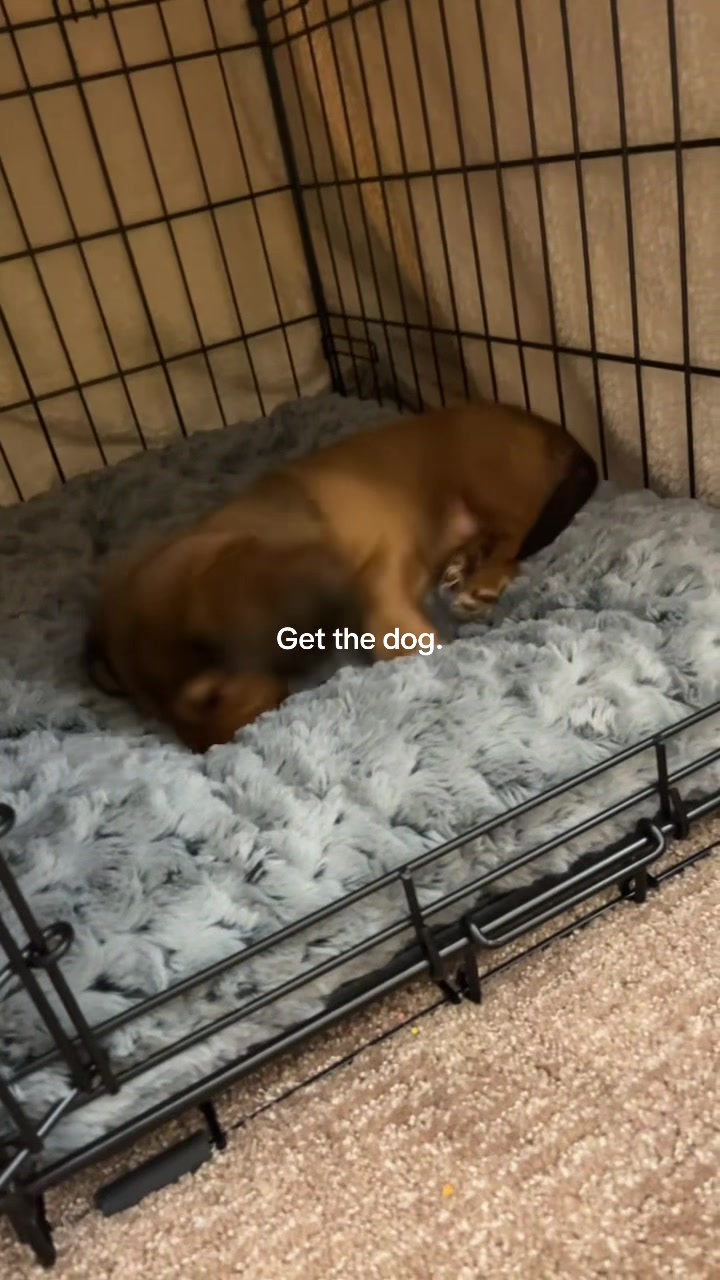@charliebrownthedoxie