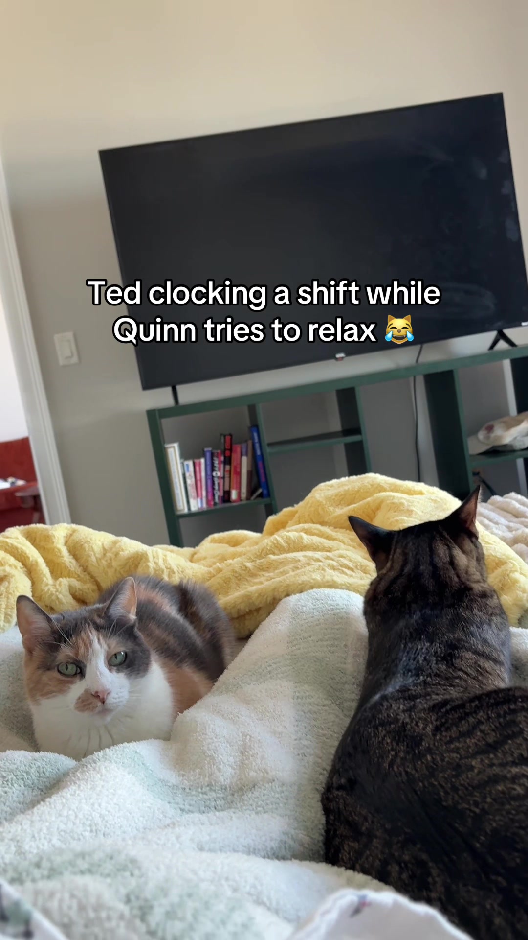 @Quinn The Calico
