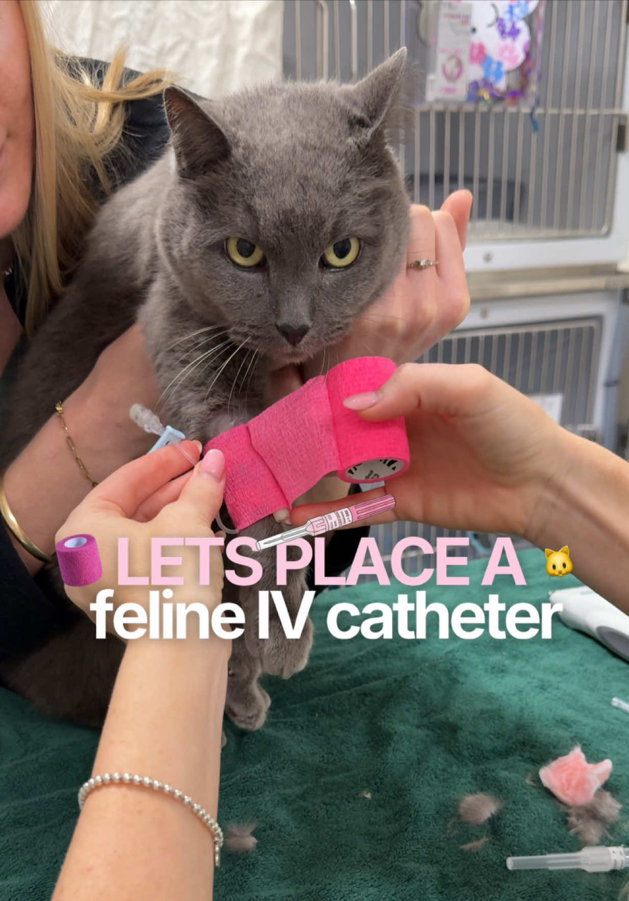 @Tess the Vet Nurse
