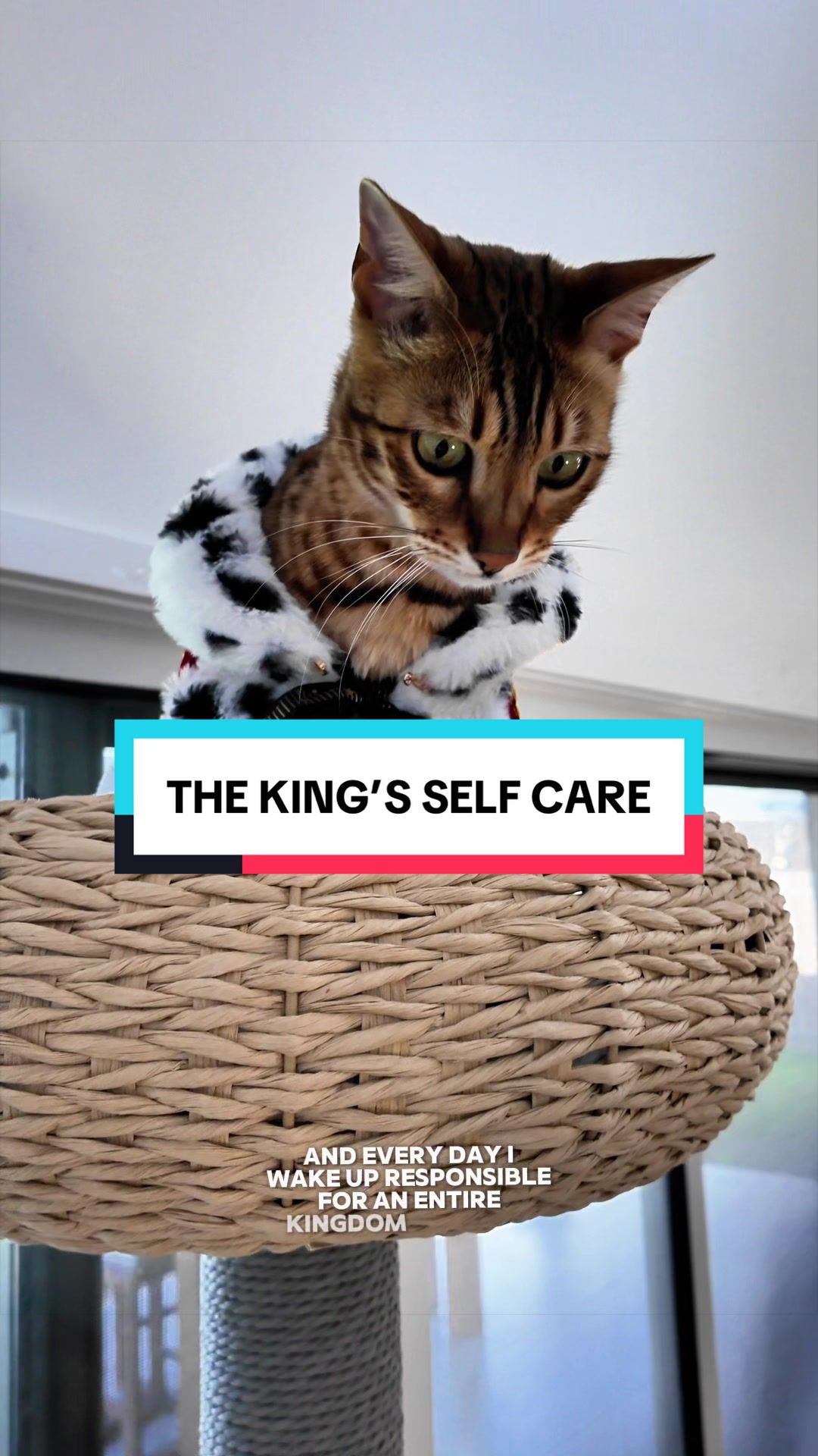 @Skeeter The Bengal
