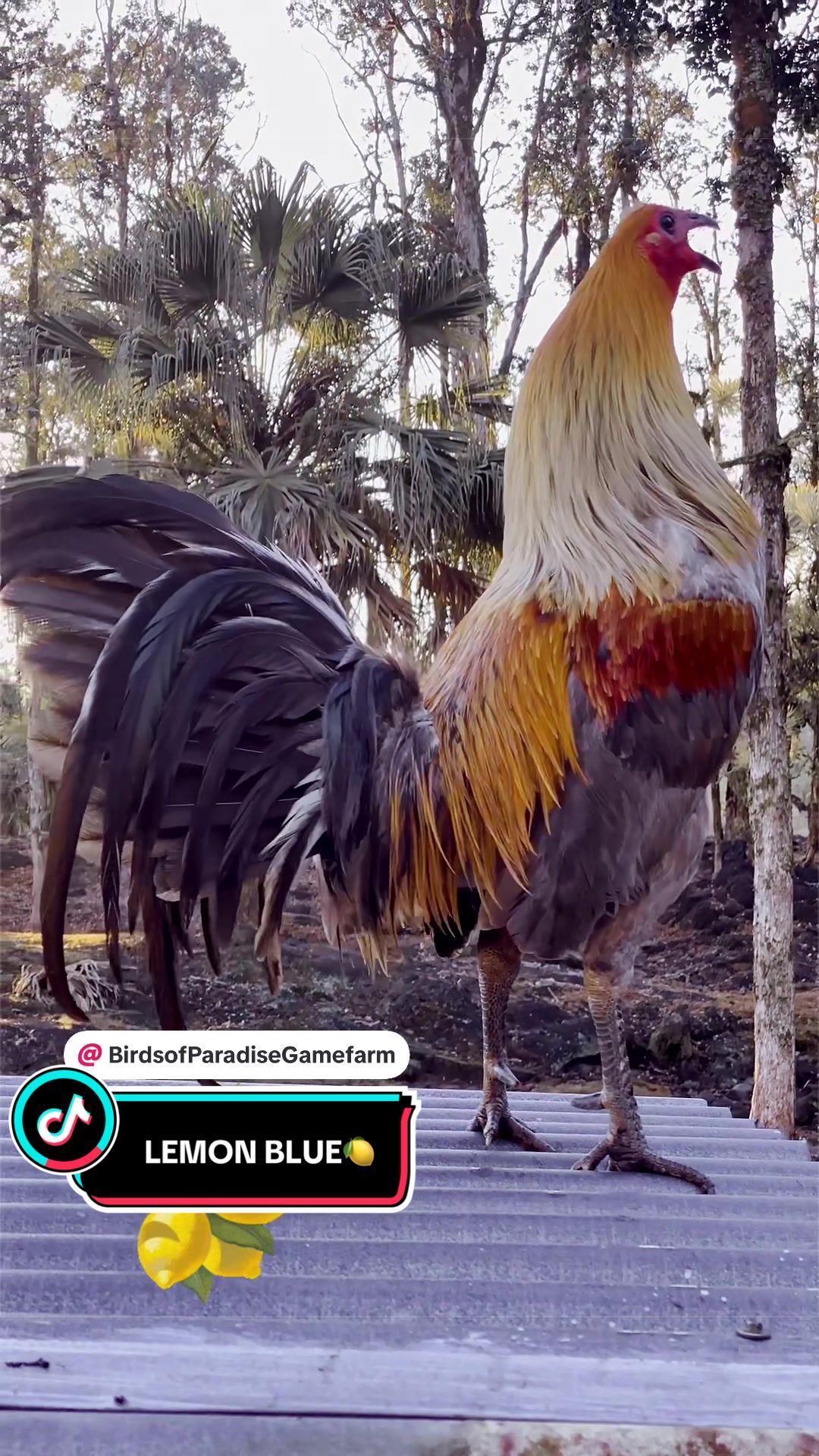 @Birds of Paradise Gamefarm