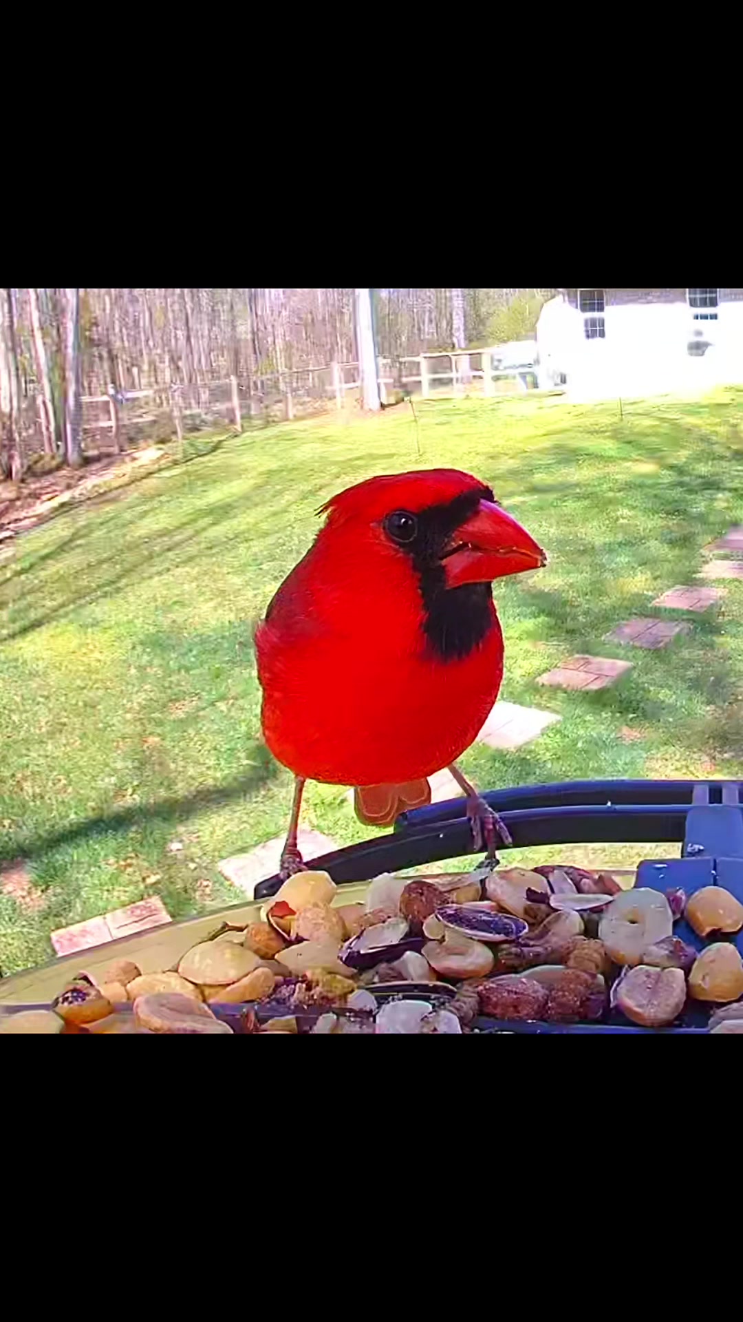 @Dobie/ Chicken Mom, & Bird ❤️r