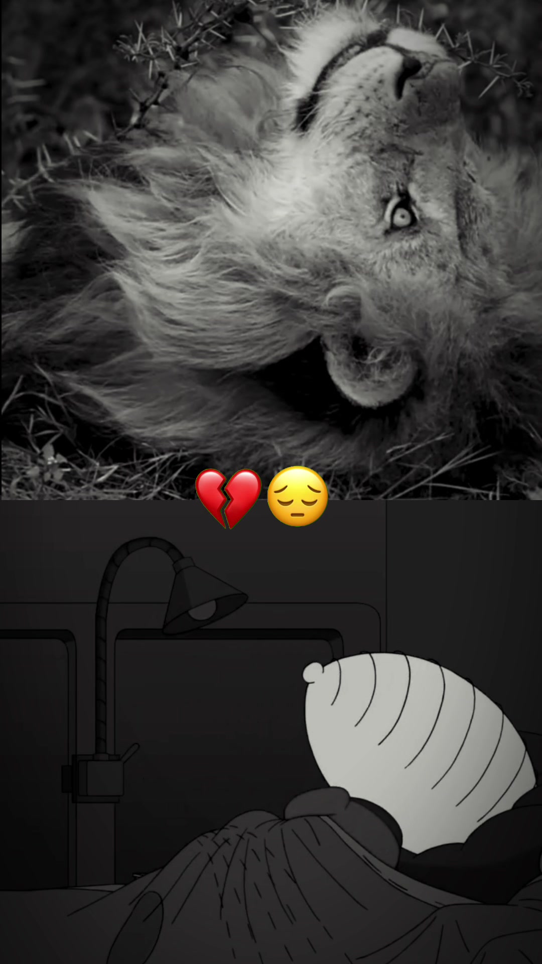 @lion_world5