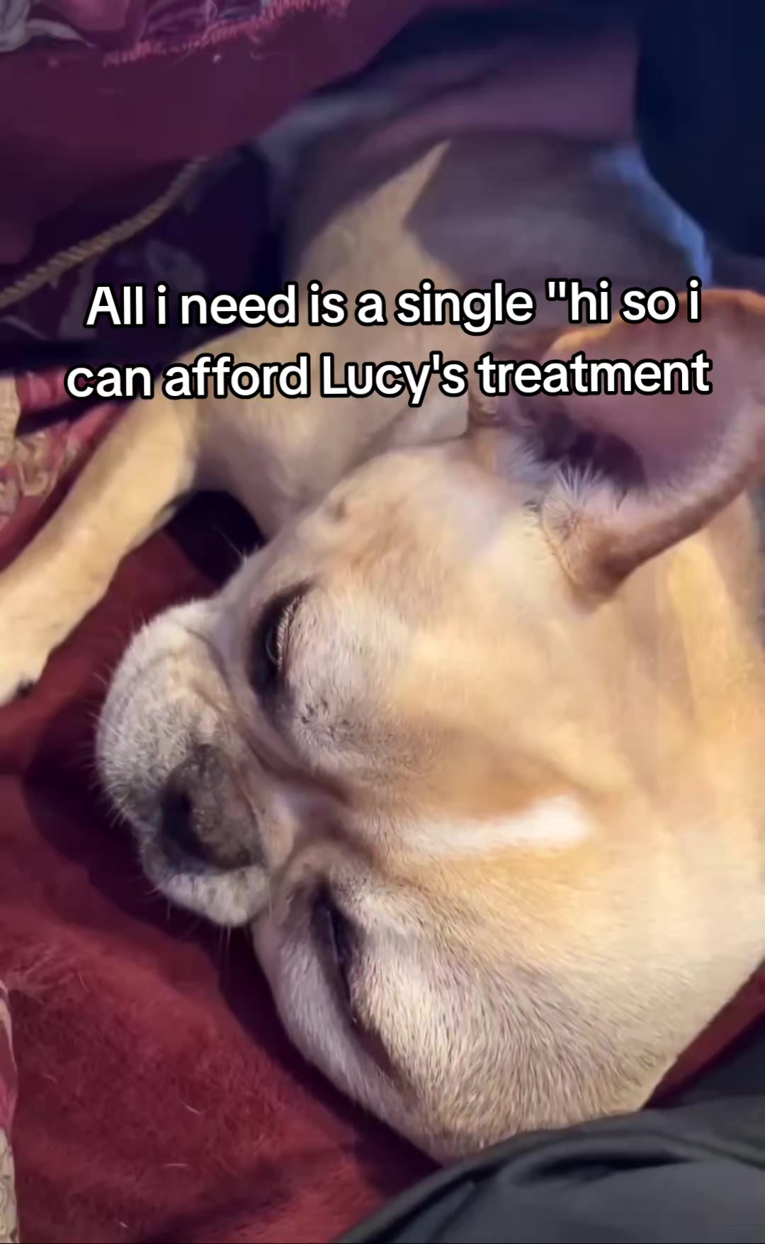 @CancerFighterPup