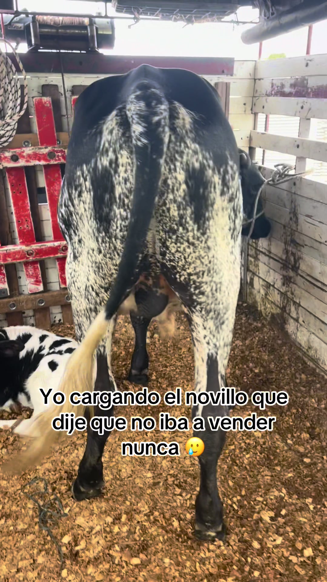 @Juan Rodr&iacute;guez 🐄