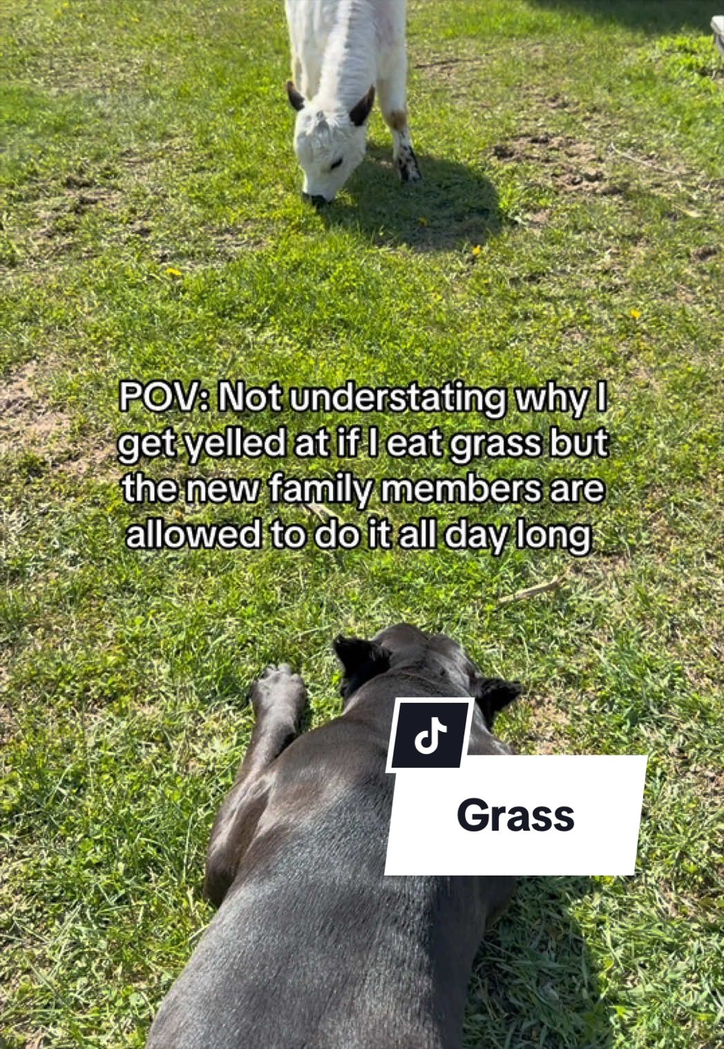 @Boo the Cane Corso