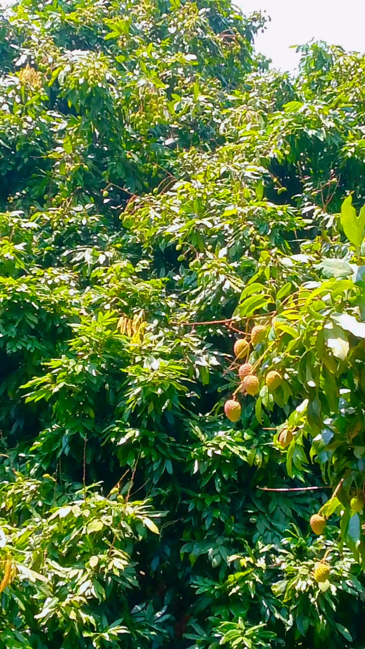 @জিসান