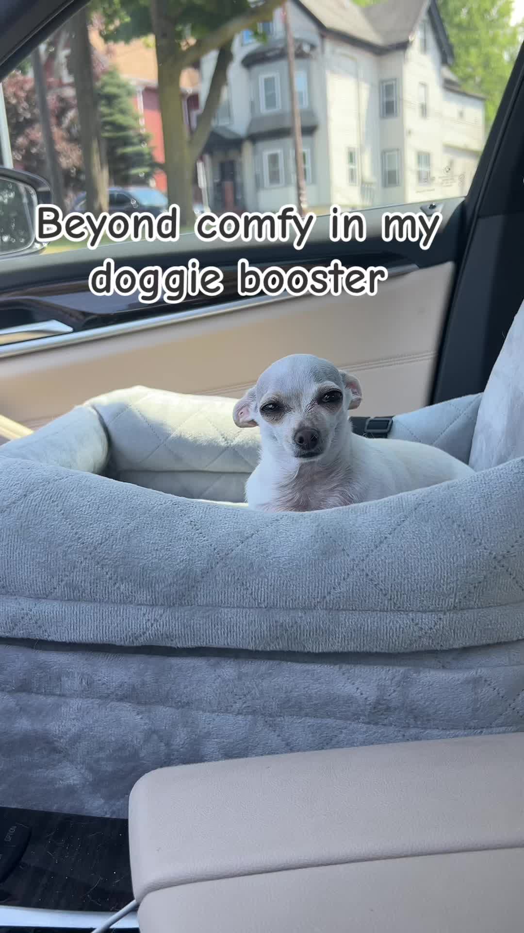 @TBD the Rescue Chihuahua