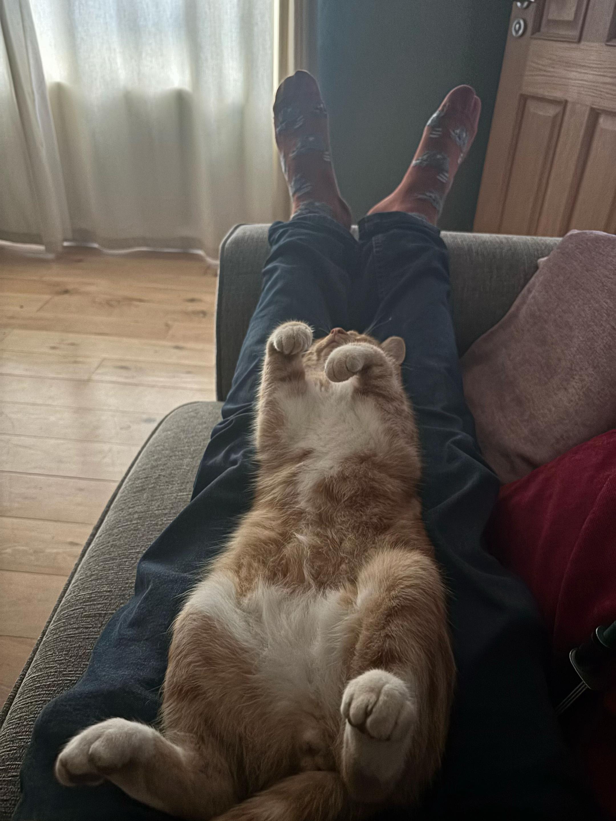 @Freddie the orange cat