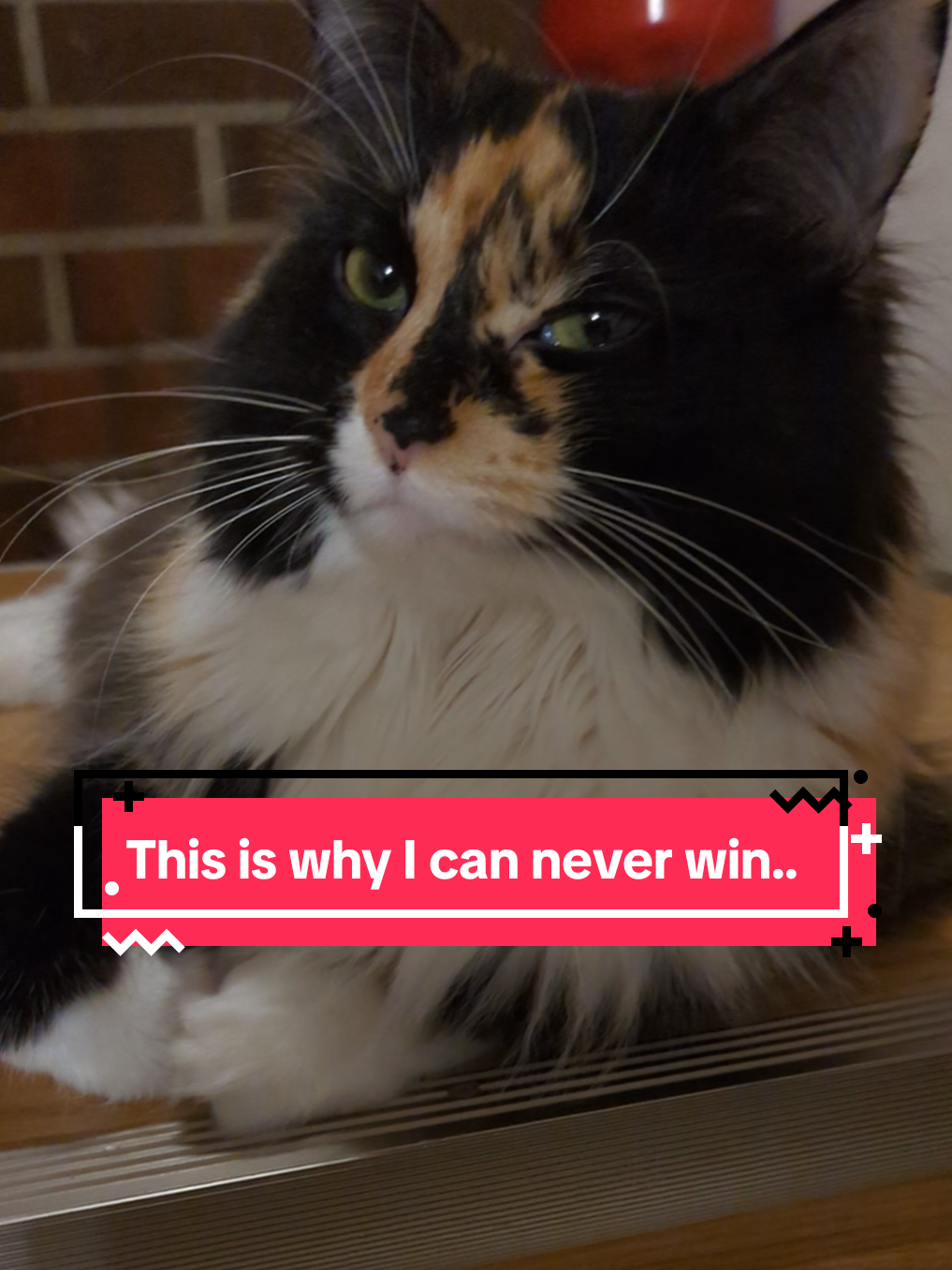 @The Cutest Cats Ever