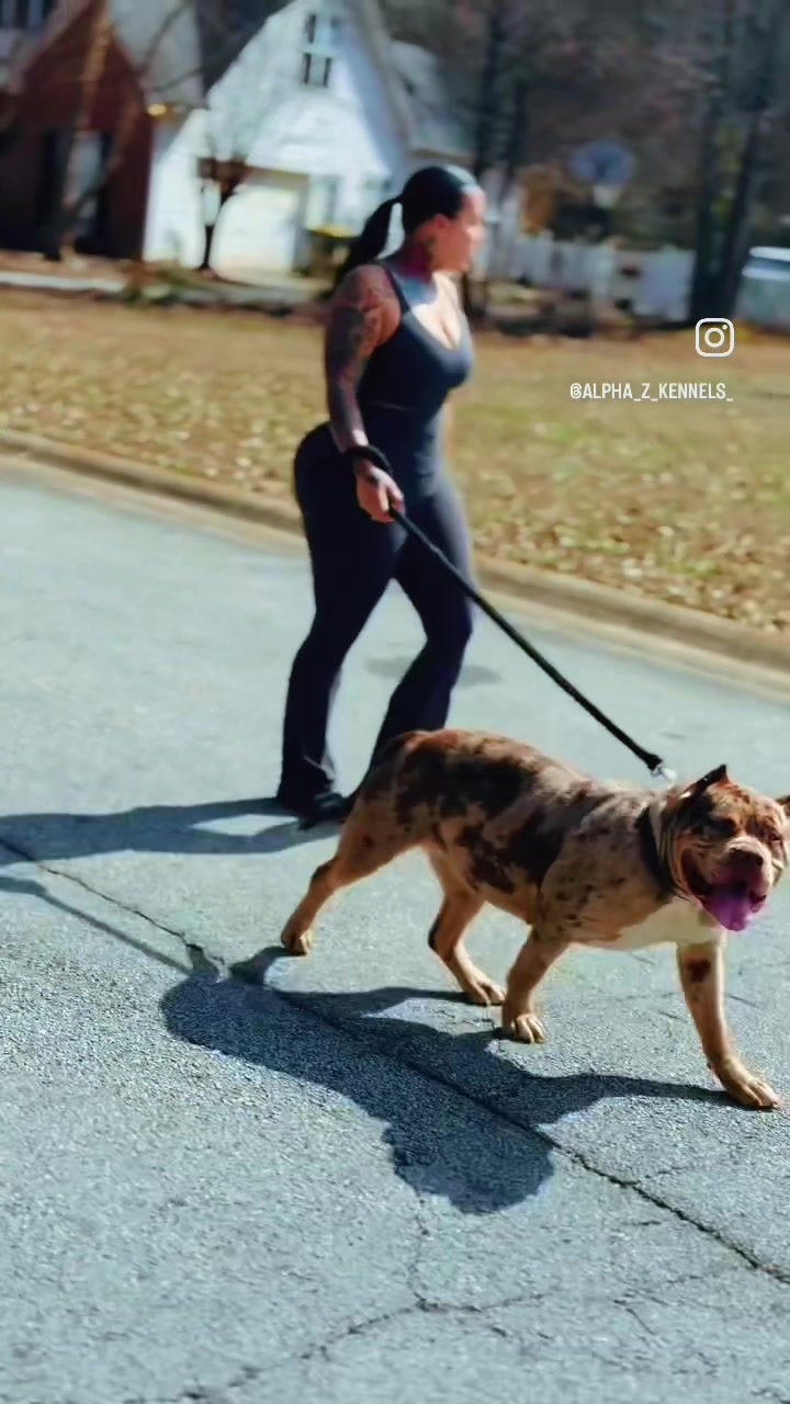 @Alpha Z Kennels