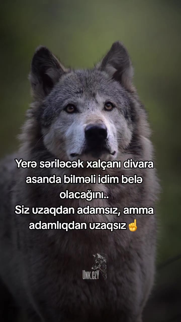 @Rəşad_Rəhimov