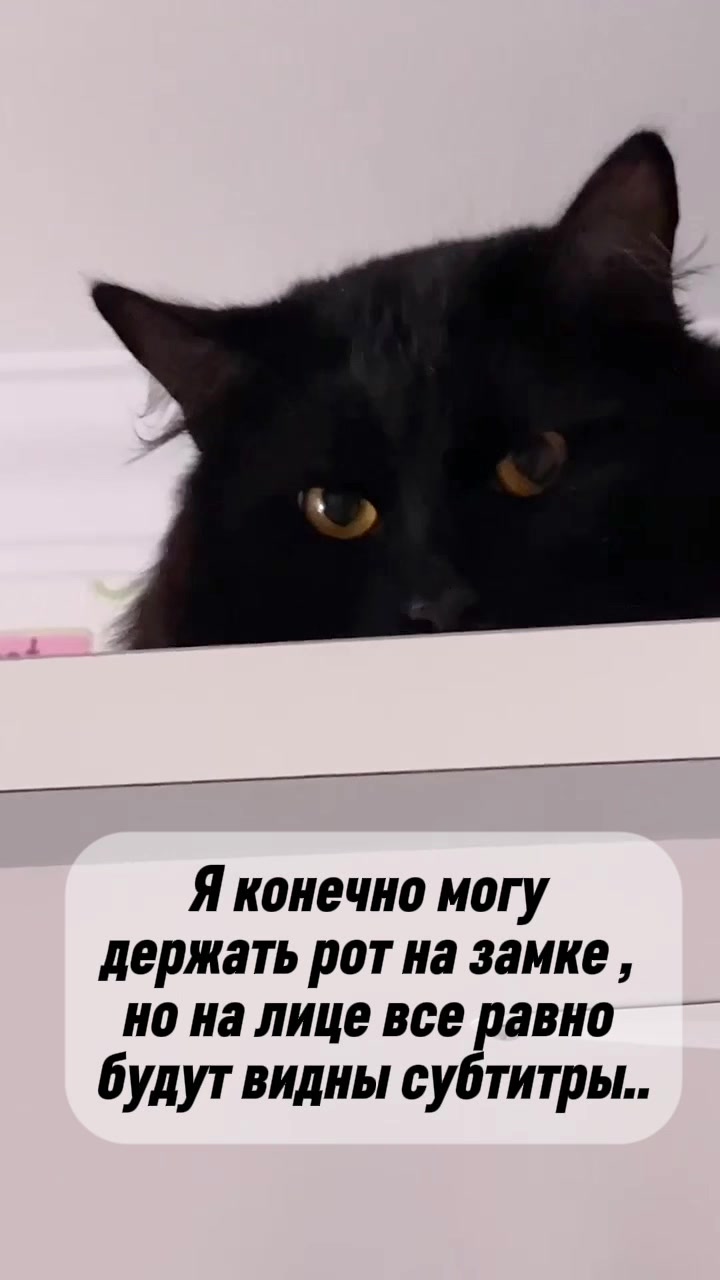 @Хвостатые бандиты🐈&zwj;⬛🐈
