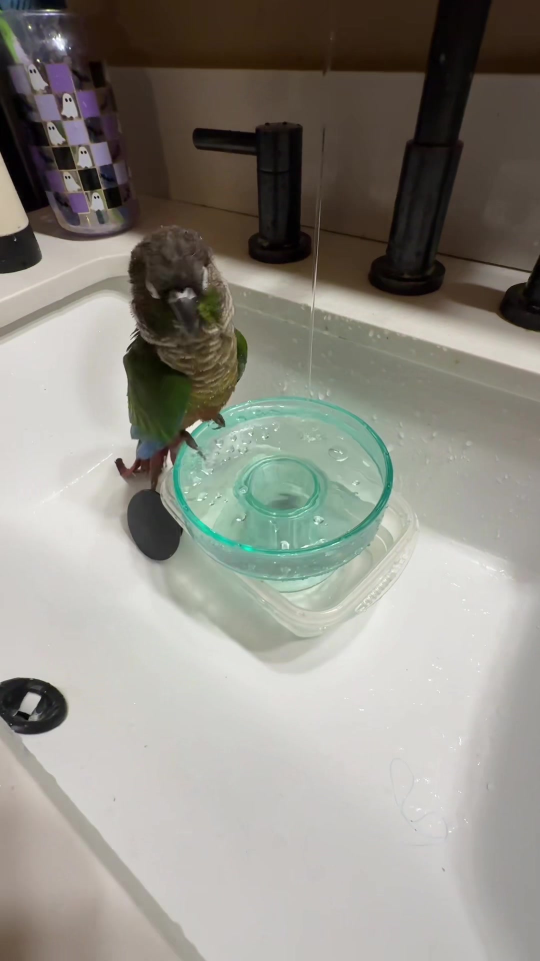 @birdgirl411