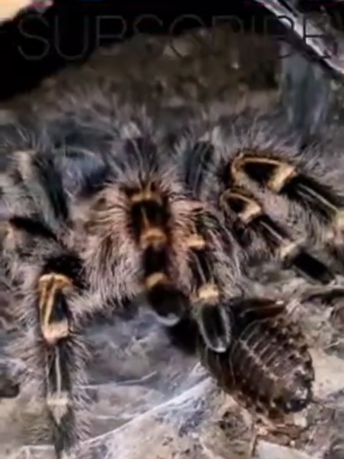 @robs the name spiders the game
