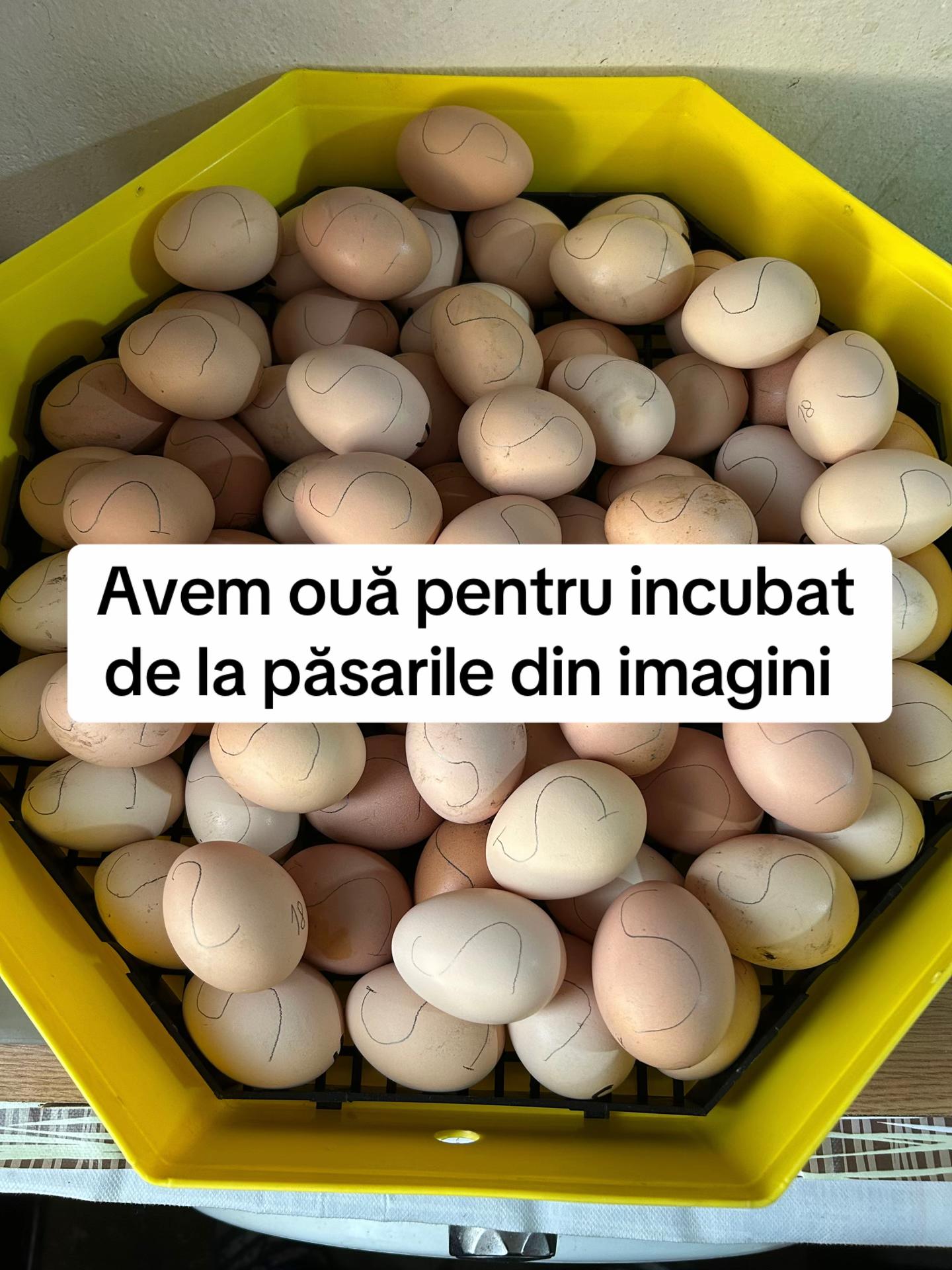 @Găini Moțate Rom&acirc;nești