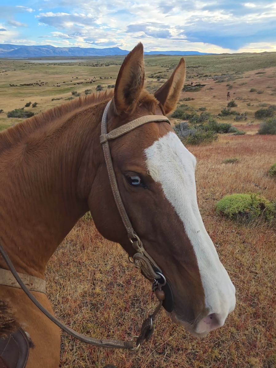 @Paisa 🐴