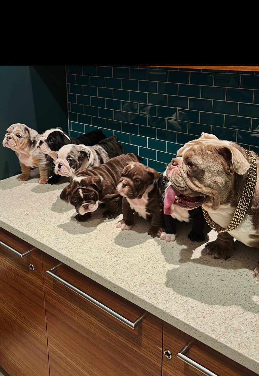 @1of1bulldogz